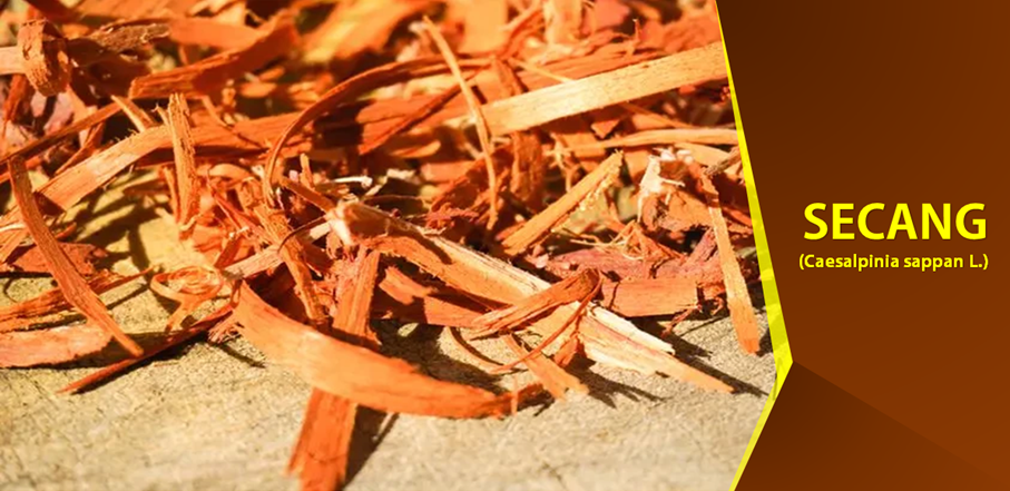 Khasiat Secang Sebagai Peningkat Fungsi Otak Khasiat Secang Sebagai Peningkat Fungsi Otak